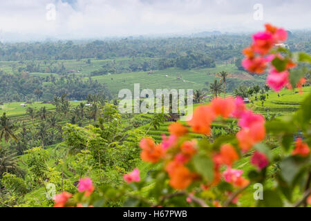 Reisterrassen, Bananenstauden, Palmen und Bougainvillea-Blüten an einem regnerischen Tag in Jatiluwih, in Bali, Indonesien. Stockfoto