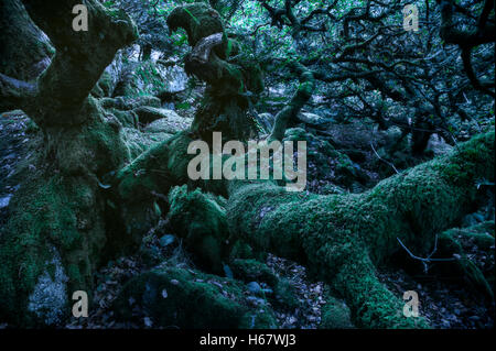 Gruselige Wald Hintergrund mit knorrigen und moosbedeckten Baumstämme und Felsen Stockfoto
