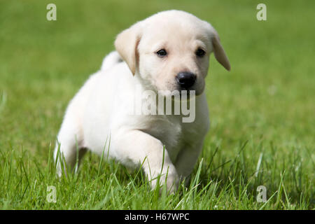 Gelber Labrador-Welpe Stockfoto