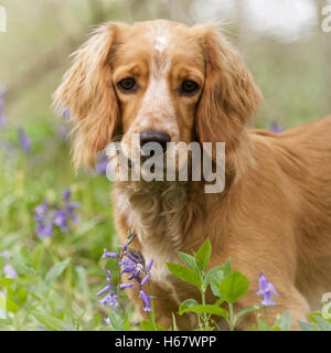 Goldene Cocker Spaniel in einem Patch von Glockenblumen Stockfoto