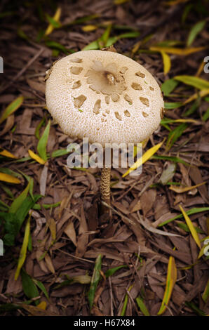Makro-Riesenschirmling Pilz im Wald, umgeben von Laub Blätter Stockfoto