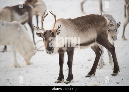 Gruppe auf Rentiere in den Bergen von Norwegen Stockfoto