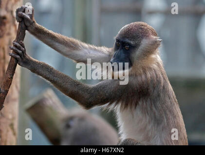 Juvenile Drill (Mandrillus Leucophaeus) klettern Stockfoto