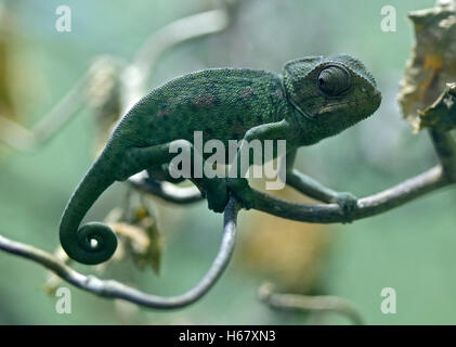 Juvenile gemeinsame Chamäleon (Chamaeleo Chamaeleon) Stockfoto