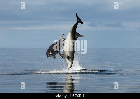 Zwei Erwachsene, große, in einem ruhigen blauen Meer schwimmende Delfine, Moray Firth, Highlands of Scotland Stockfoto