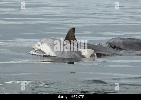 Ein Bottlenose Dolphin Baby Oberflächen, neben seiner Mutter, Moray Firth, Schottland zu atmen Stockfoto