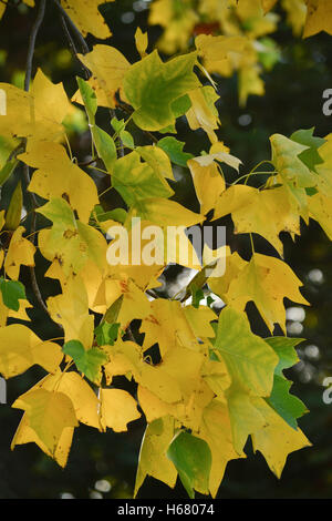 Ein Zweig der Pappel, Populus sp, in der Natur in Kalifornien, eine Mischung aus golden gelbe, braune und grüne Blätter anzeigen Stockfoto