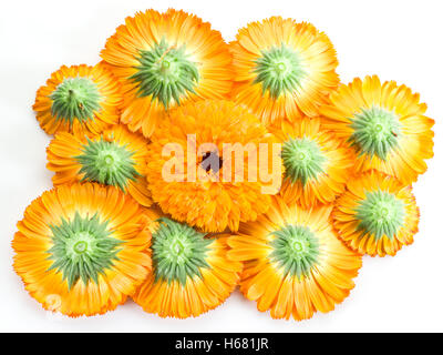 Orange Ringelblume oder Ringelblume Blüten auf weißem Hintergrund. Stockfoto