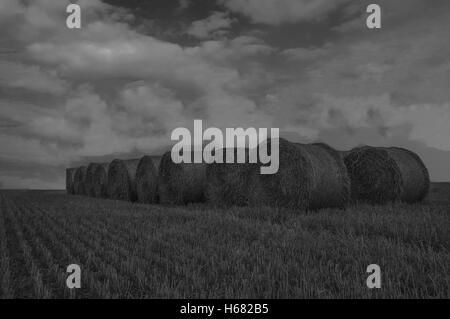 Rundballen Heu in schwarz / weiß Stockfoto