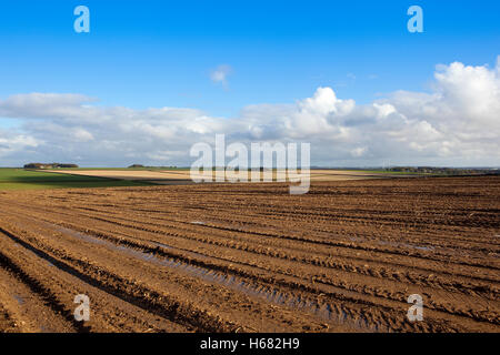 Muster von Traktoren in einem schlammigen geernteten Kartoffelfeld bei blau bewölktem Himmel im Herbst hinterlassen die Yorkshire Wolds. Stockfoto