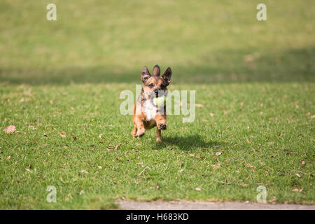 Border Terrier im Spiel Stockfoto