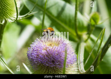 Hummel, die Fütterung auf Karde Blume Stockfoto