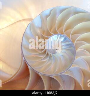 Shell nautilus Fibonacci Abschnitt Spirale Perle Symmetrie halb Kreuz golden Verhältnis Shell Struktur close up Perle ( pompilius nautilus Shell ) Stockfoto