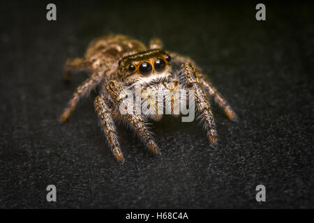 Super-Makro Nahaufnahme springen Spinne, Phidippus audax Stockfoto