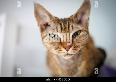 Devon Rex reinrassige Hauskatze Stockfoto