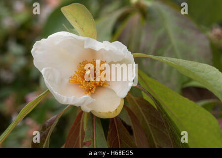 Franklin Alatamaha, Franklin-Baum wächst in einem Garten, Surrey, UK. Oktober. Stockfoto