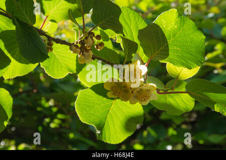 Blumen Kiwi, Ardèche, Frankreich Stockfoto