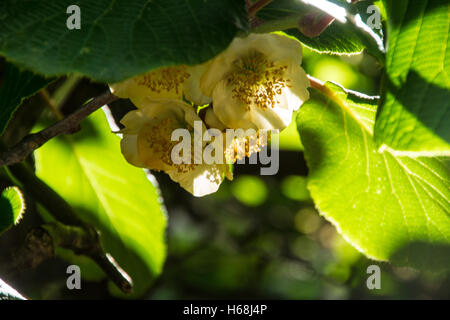 Blumen Kiwi, Ardèche, Frankreich Stockfoto