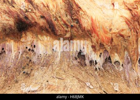 Wal-Kadaver zu zerlegen Stockfoto