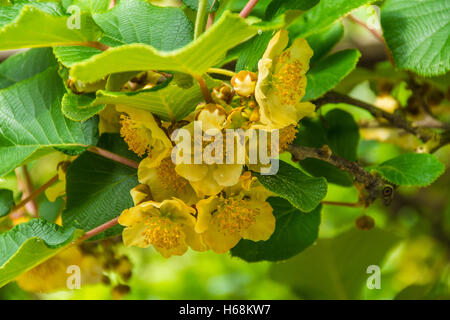 Blumen von Kiwi, Ardeche, Frankreich Stockfoto