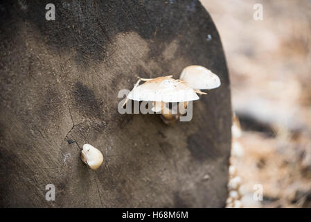 Pilze in der Natur Stockfoto