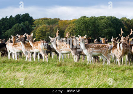 Hirsche im Phoenix Park, Dublin Stockfoto