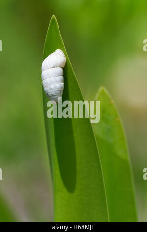 Riesigen Mangroven Wellhornschnecke auf einem grünen Blatt Stockfoto