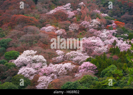 Asien schön blühen Kirsche Floral Blumen Green Hill, Kyoto, Japan Stockfoto