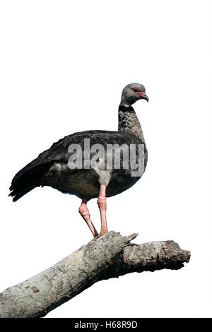 Südlichen Screamer, Chauna Torquata, einziger Vogel auf Zweig, Brasilien Stockfoto