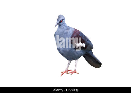 Südlichen gekrönt-Taube, Goura Scheepmakeri, einzigen Gefangenen Vogel auf Zweig, Indonesien, März 2011 Stockfoto