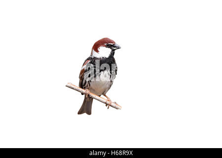 Spanische Sperling, Passer Hispaniolensis, einzelnes Männchen thront auf Zweig, Bulgarien, Mai 2010 Stockfoto