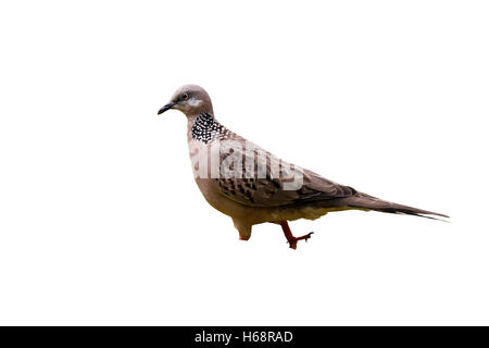 Gefleckte Taube Streptopelia Chinensis, einziger Vogel auf dem Rasen, Indonesien, März 2011 Stockfoto