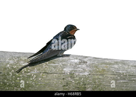 Schwalbe, Hirundo Rustica, einziger Vogel auf Zaun, Norfolk, Großbritannien Stockfoto