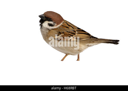 Winter Baum Sperling, Passer Montanus, Japan, Stockfoto