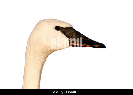 Trumpeter Schwan, Cygnus Buccinator, einzelne Gefangene Vogelkopf geschossen, Gloucestershire, Januar 2012 Stockfoto