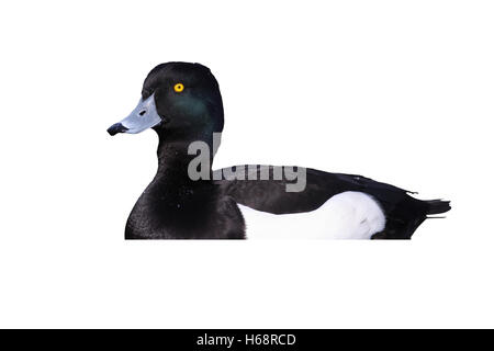 Reiherenten, Aythya Fuligula, einzelne Männchen auf dem Wasser, London, April 2011 Stockfoto