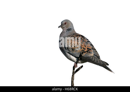 Turteltaube Streptopelia Turtur, einziger Vogel auf Zweig, Spanien Stockfoto