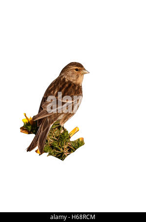 Berghänfling, Zuchtjahr Flavirostris, einziger Vogel auf Stechginster, Hebriden Schottland, Juni 2008 Stockfoto