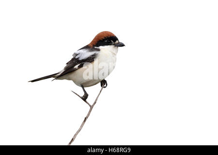 Rotkopfwürger, Lanius Senator, einziger Vogel auf Barsch, Spanien, April 2010 Stockfoto