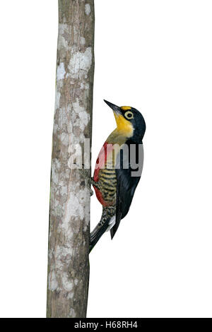 Gelb-fronted Specht, Melanerpes Flavifrons, einziger Vogel auf Zweig, Brasilien Stockfoto