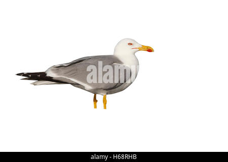 Gelb-legged Möve, Larus Cachinnans, Frankreich Stockfoto