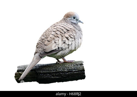 Zebra Taube, Geopelia Striata, einziger Vogel auf Zweig, Indonesien, März 2011 Stockfoto