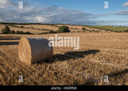 Heu in einem Feld nahe Lasswade Midlothian Schottland Rollen Stockfoto