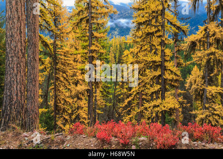 Herbstfarben von Lärche und Unterholz im Lolo National Forest des Bereichs "Schwan" in der Nähe von Seeley Lake, montana Stockfoto