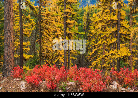 Herbstfarben von Lärche und Unterholz im Lolo National Forest des Bereichs "Schwan" in der Nähe von Seeley Lake, montana Stockfoto