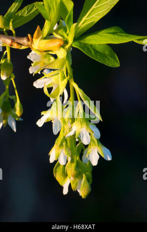 Indische Pflaume Blüte, Willamette Mission State Park, Oregon Stockfoto