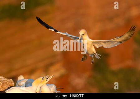 Basstölpel (Sula Bassana) Landing, Schleswig-Holstein-Helgoland, Deutschland Stockfoto