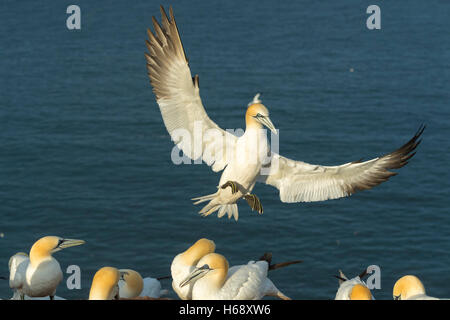 Basstölpel (Sula Bassana) Landing, Schleswig-Holstein-Helgoland, Deutschland Stockfoto