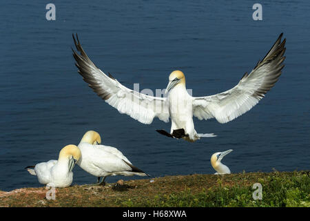 Basstölpel (Sula Bassana) Landing, Schleswig-Holstein-Helgoland, Deutschland Stockfoto