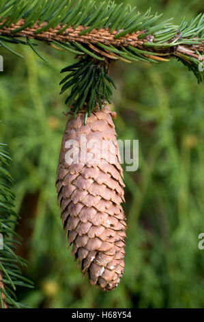 Gemeine Fichte (Picea Abies), Kegel Stockfoto